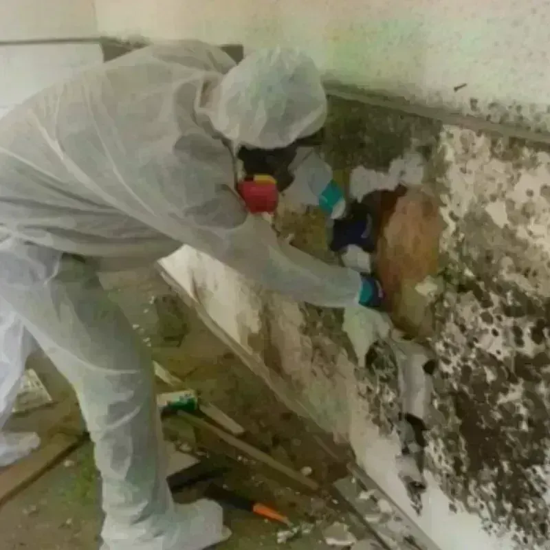 Mold Remediation and Removal in Brownfield, TX